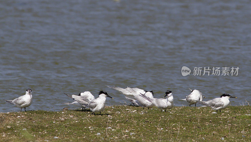 三明治燕鸥(Sterna sandvicensis)梳理